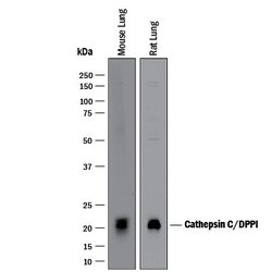 Invitrogen Cathepsin C Polyclonal Antibody 100 &mu;g; Unconjugated:Antibodies,