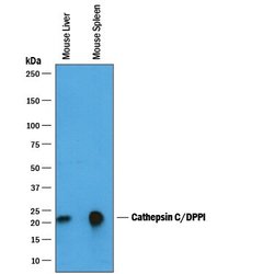 Invitrogen Cathepsin C Polyclonal Antibody 100 &mu;g; Unconjugated:Antibodies,