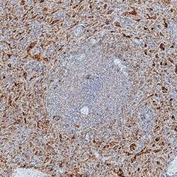 Invitrogen CD244 Polyclonal Antibody 100 &mu;g; Unconjugated:Antibodies,