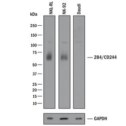 Invitrogen CD244 Polyclonal Antibody 100 &mu;g; Unconjugated:Antibodies,