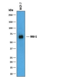 Invitrogen HAI-1 Polyclonal Antibody 100 &mu;g; Unconjugated:Antibodies,