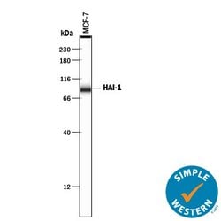 Invitrogen HAI-1 Polyclonal Antibody 100 &mu;g; Unconjugated:Antibodies,