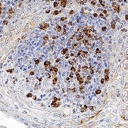 Invitrogen SIGLEC5 Polyclonal Antibody 100 &mu;g; Unconjugated:Antibodies,