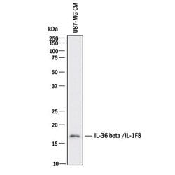 Invitrogen IL36B Polyclonal Antibody 100 μg; Unconjugated:Antibodies,