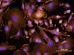 Invitrogen TROP2 Polyclonal Antibody 100 &mu;g; Unconjugated:Antibodies,