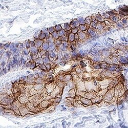 Invitrogen TROP2 Polyclonal Antibody 100 &mu;g; Unconjugated:Antibodies,