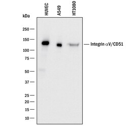 Invitrogen CD51 Polyclonal Antibody 100 &mu;g; Unconjugated:Antibodies,