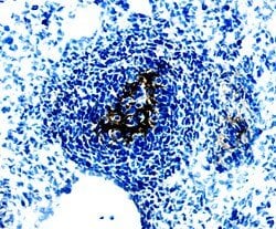 Invitrogen WISP1 Polyclonal Antibody 100 &mu;g; Unconjugated:Antibodies,