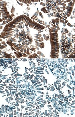 Invitrogen HGF Activator Polyclonal Antibody 100 &mu;g; Unconjugated:Antibodies,