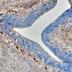 Invitrogen SEMA3C Polyclonal Antibody 100 &mu;g; Unconjugated:Antibodies,