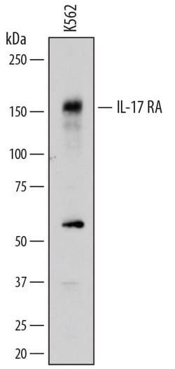 Invitrogen IL17RA Polyclonal Antibody 100 &mu;g; Unconjugated:Antibodies,