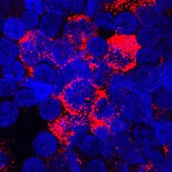 Invitrogen TNFAIP6 Polyclonal Antibody 100 &mu;g; Unconjugated:Antibodies,