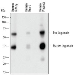 Invitrogen LGMN Polyclonal Antibody 100 &mu;g; Unconjugated:Antibodies,