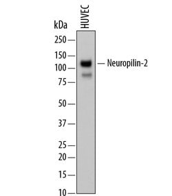 Invitrogen Neuropilin 2 Polyclonal Antibody 100 &mu;g; Unconjugated:Antibodies,