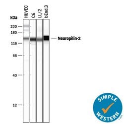 Invitrogen Neuropilin 2 Polyclonal Antibody 100 &mu;g; Unconjugated:Antibodies,