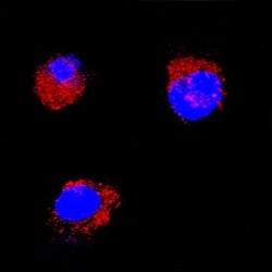 Invitrogen SCF Polyclonal Antibody 100 &mu;g; Unconjugated:Antibodies,
