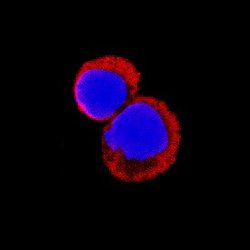 Invitrogen Tnfaip6 Polyclonal Antibody 100 &mu;g; Unconjugated:Antibodies,