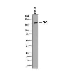 CDO Polyclonal Antibody, Invitrogen 100 &mu;g; Unconjugated:Antibodies,