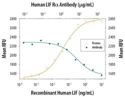 LIFR Polyclonal Antibody:Antibodies, Polyclonal