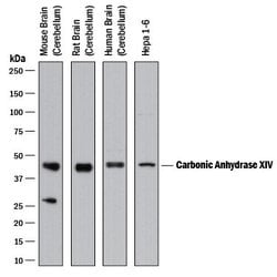 Invitrogen Carbonic Anhydrase XIV Polyclonal Antibody 100 &mu;g; Unconjugated:Antibodies,