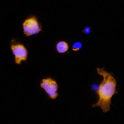 Invitrogen IL-3 Polyclonal Antibody 100 &mu;g | Buy Online | Invitrogen&trade; | Fisher Scientific
