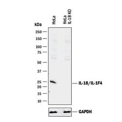 Invitrogen IL-18 Polyclonal Antibody 100 &mu;g; Unconjugated:Antibodies
