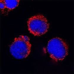 Invitrogen CD200R Polyclonal Antibody 100 &mu;g; Unconjugated:Antibodies,