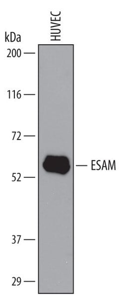 ESAM Polyclonal Antibody:Antibodies, Polyclonal