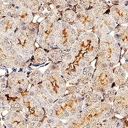 Invitrogen Syndecan 3 Polyclonal Antibody 100 &mu;g; Unconjugated:Antibodies,