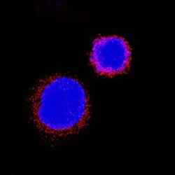 Invitrogen IL31RA Polyclonal Antibody 100 &mu;g; Unconjugated:Antibodies,