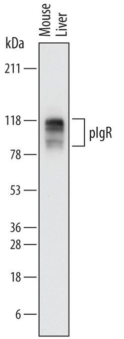 Invitrogen PIGR Polyclonal Antibody 100 &mu;g | Buy Online | Invitrogen&trade; | Fisher Scientific