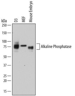 Invitrogen ALPL Polyclonal Antibody 100 &mu;g; Unconjugated:Antibodies,