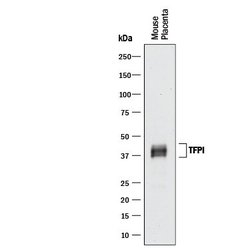 Invitrogen TFPI Polyclonal Antibody 100 &mu;g; Unconjugated:Antibodies,