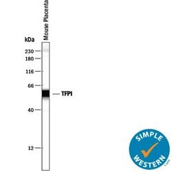 Invitrogen TFPI Polyclonal Antibody 100 &mu;g; Unconjugated:Antibodies,