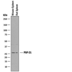 Invitrogen FGF21 Polyclonal Antibody 100 &mu;g; Unconjugated:Antibodies,