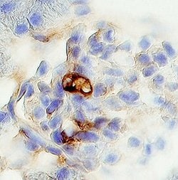 Invitrogen PODN Polyclonal Antibody 100 &mu;g; Unconjugated:Antibodies,