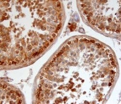 Invitrogen Relaxin 3 Polyclonal Antibody 100 &mu;g; Unconjugated:Antibodies,
