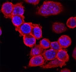 Invitrogen IGSF8 Polyclonal Antibody 100 &mu;g; Unconjugated:Antibodies,