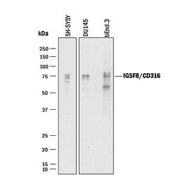 Invitrogen IGSF8 Polyclonal Antibody 100 &mu;g; Unconjugated:Antibodies,