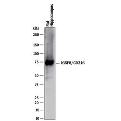 Invitrogen IGSF8 Polyclonal Antibody 100 &mu;g; Unconjugated:Antibodies,