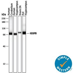 Invitrogen IGSF8 Polyclonal Antibody 100 &mu;g; Unconjugated:Antibodies,