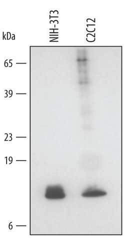 Invitrogen GLRX Polyclonal Antibody 100 &mu;g; Unconjugated:Antibodies,