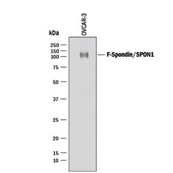 Invitrogen SPON1 Polyclonal Antibody 100 &mu;g; Unconjugated:Antibodies,