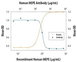 Invitrogen MEPE Polyclonal Antibody 100 &mu;g; Unconjugated:Antibodies,