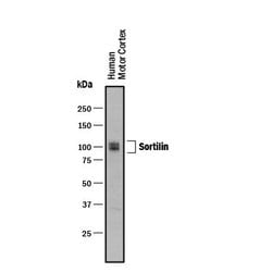 Invitrogen Sortilin Polyclonal Antibody 100 &mu;g; Unconjugated:Antibodies,