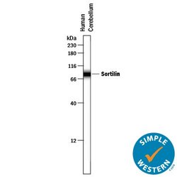 Invitrogen Sortilin Polyclonal Antibody 100 &mu;g; Unconjugated:Antibodies,