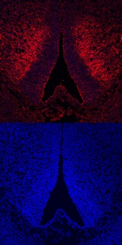 Invitrogen ROBO3 Polyclonal Antibody 100 &mu;g; Unconjugated:Antibodies,