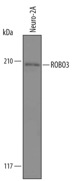 Invitrogen ROBO3 Polyclonal Antibody 100 &mu;g; Unconjugated:Antibodies,
