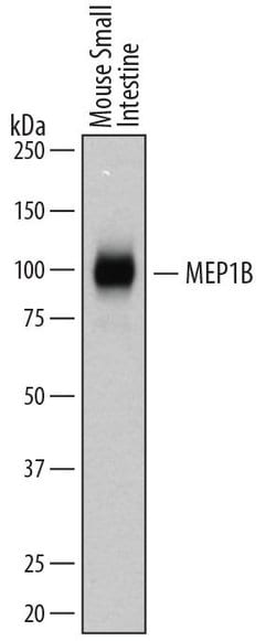Invitrogen MEP1B Polyclonal Antibody 100 &mu;g; Unconjugated:Antibodies,