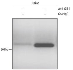 Invitrogen GLI1 Polyclonal Antibody 100 &mu;g; Unconjugated:Antibodies,